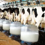 Dairy Farm Jobs in Canada: Salary, Benefits, and How to Apply